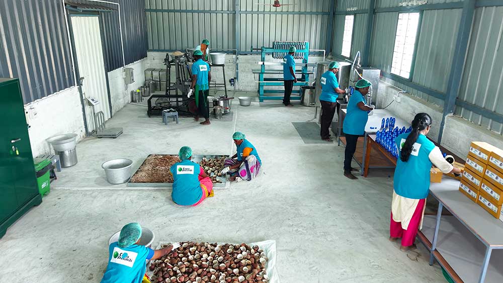 Sun Dried Coconut Process