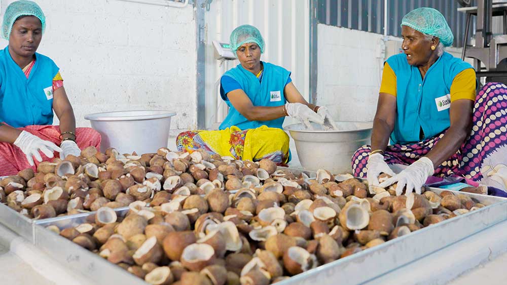 Sun Dried Coconut Process